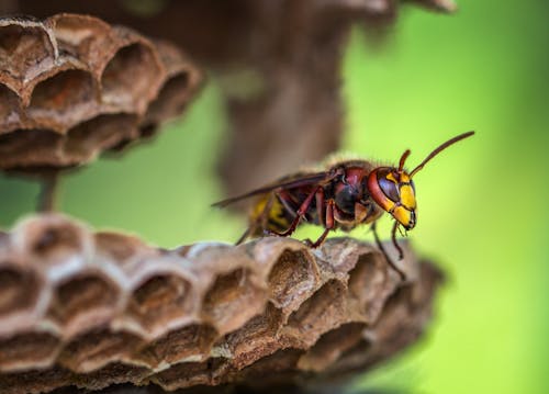 黃色和紅色的蜜蜂微距鏡頭攝影