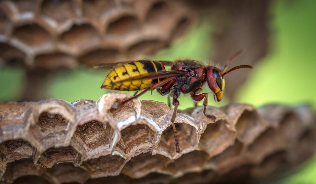Free Yellow Jacket Wasp on Hive Closeup Photography Stock Photo