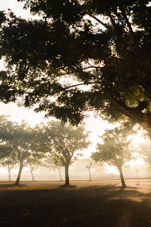 Free stock photo of foggy day, foggy morning, haze Stock Photo