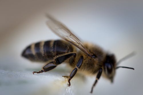 Honeybee Closeup Photography