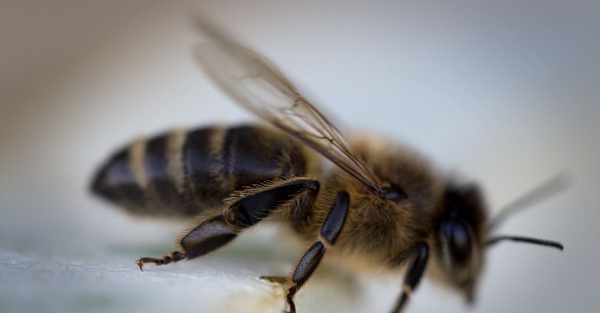 Detailed macro view of a honeybee with focus on wings and body details. - Evidence evidence guide for propolis skin meta-analysis