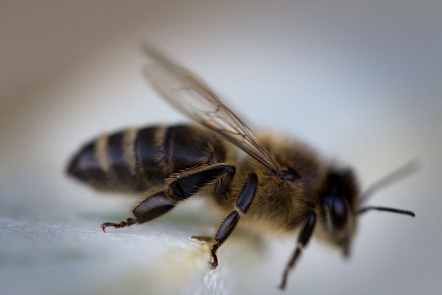 Ruches installées dans un champ fleuri — apiaire Mission Abeille en gestion active, ruchers posés sur terrain