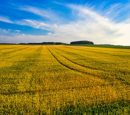 Cropland Under The Clear Blue Sky