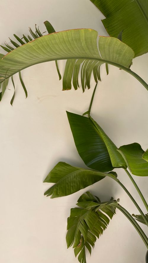 Free Close-up of fresh green banana leaves against a light background. Perfect for nature and botanical themes. Stock Photo