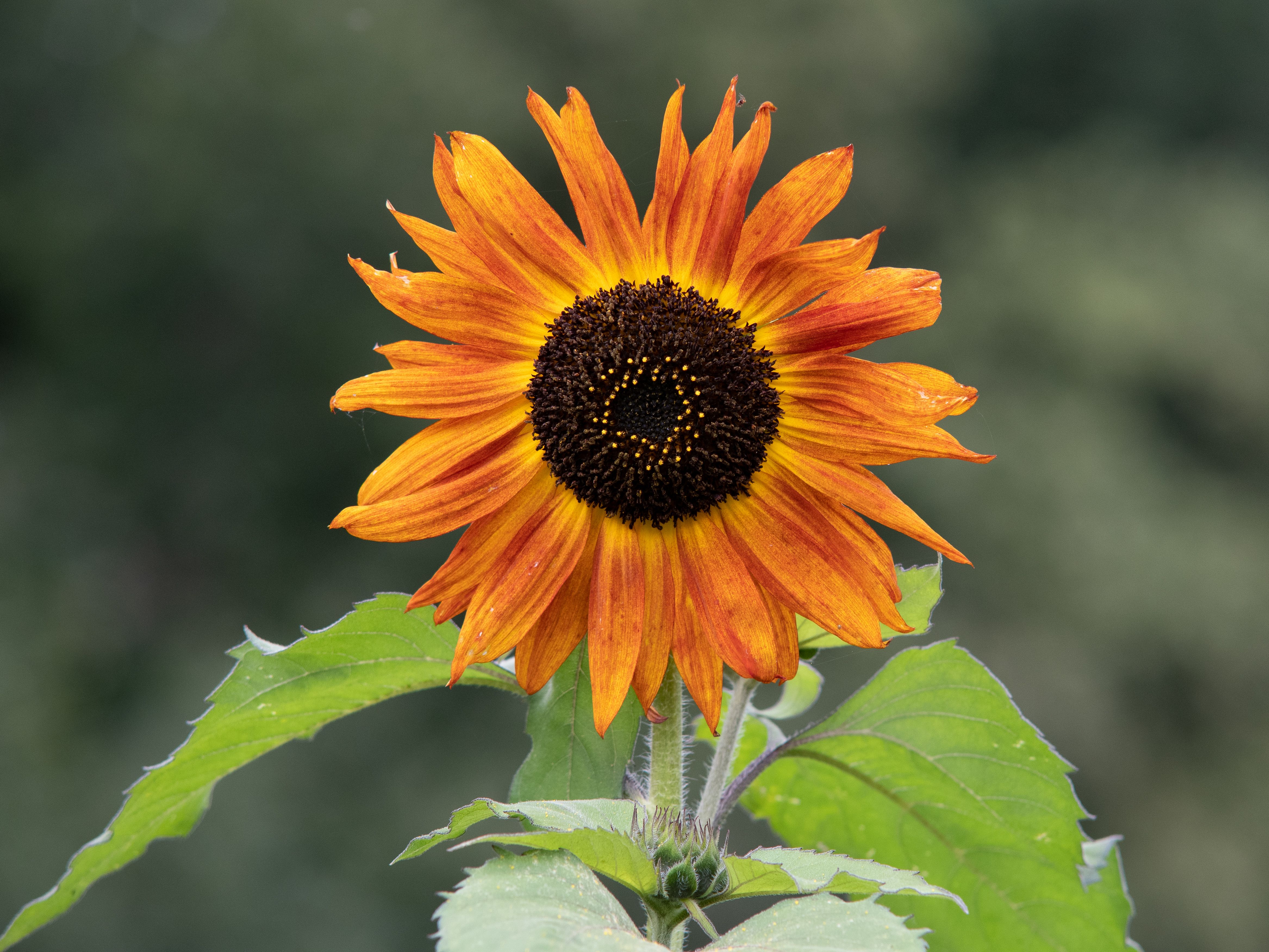 Close-Up Shot of a Sunflower · Free Stock Photo
