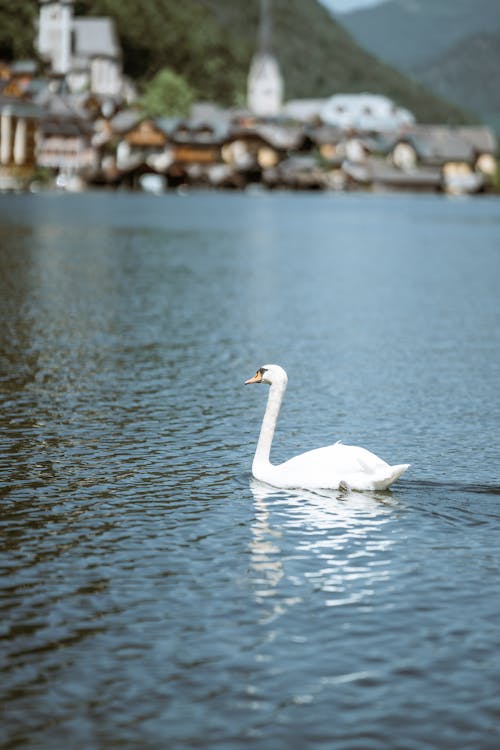 A White Swan on Water