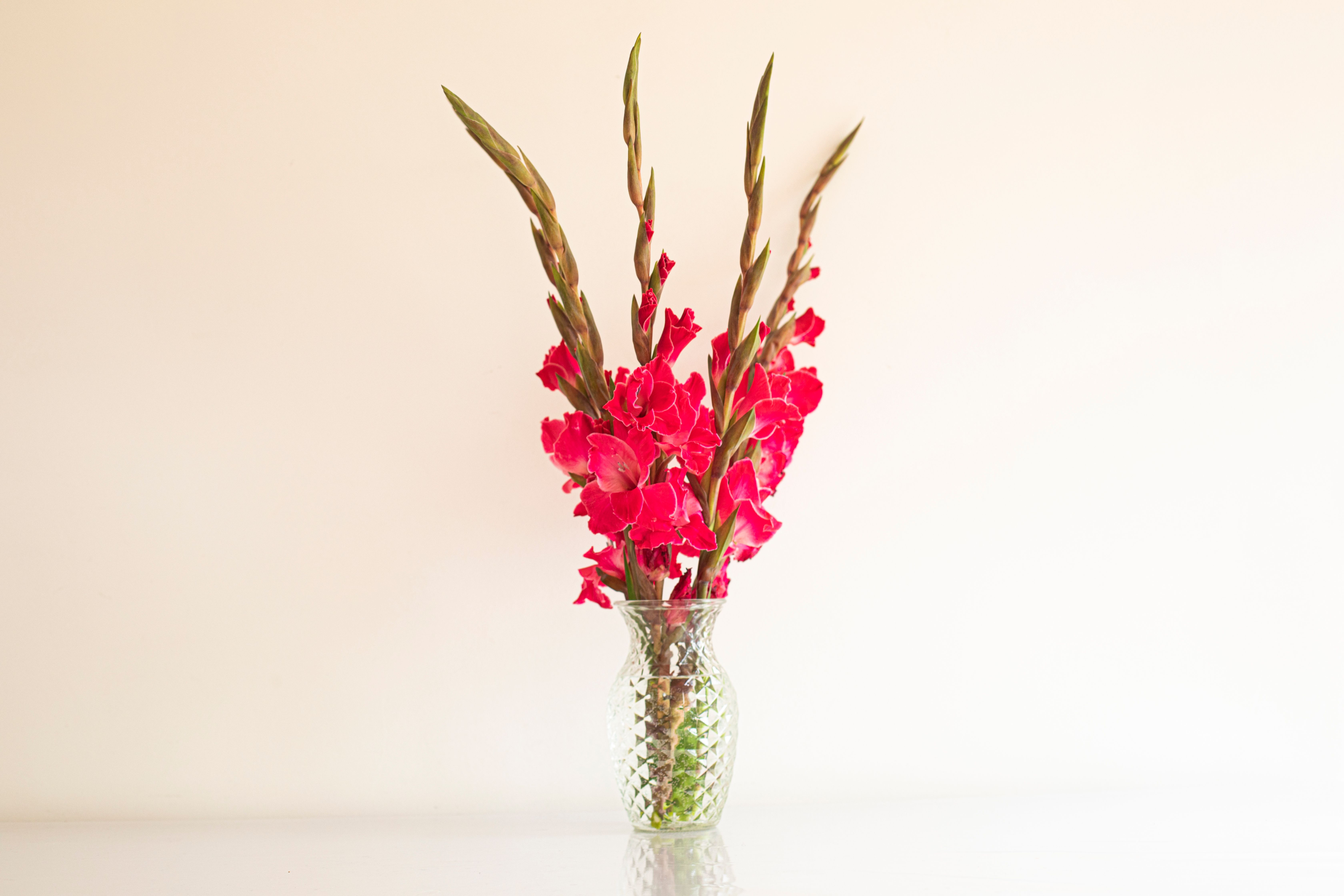 Gladiolus flowers in a tall arrangement