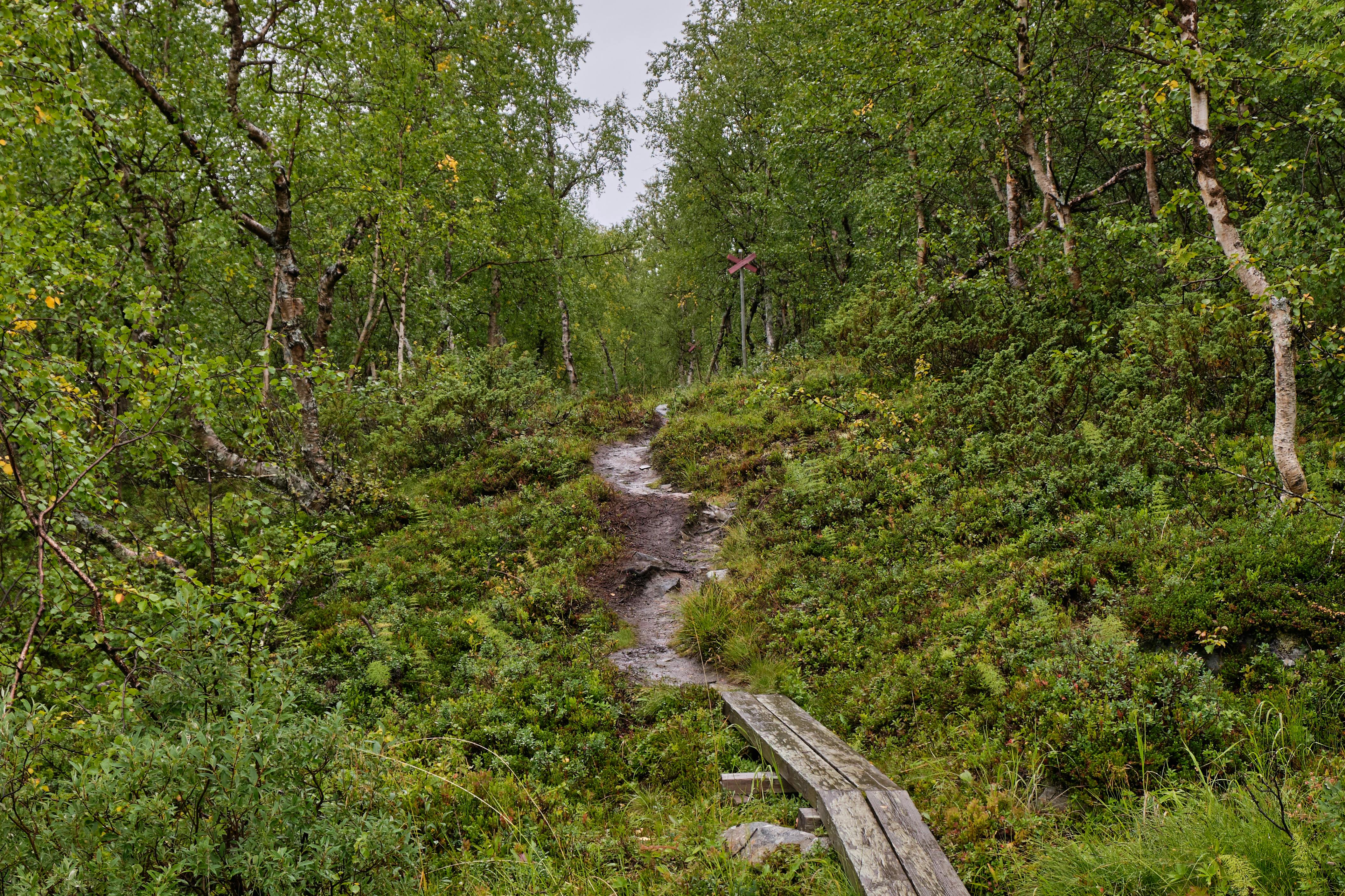 Jotunheimstien