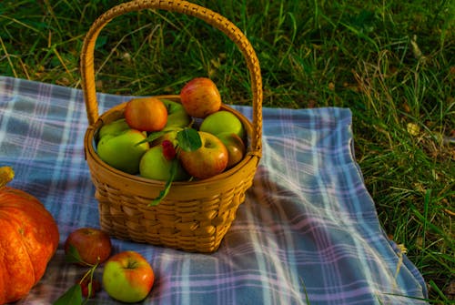 Foto stok gratis apel, bidang, buah-buahan