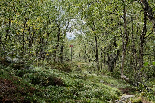 Gratis stockfoto met Bos, bossen, groene bomen