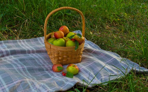 Kostnadsfria Kostnadsfri bild av äpplen, filt, gräs Stock foto