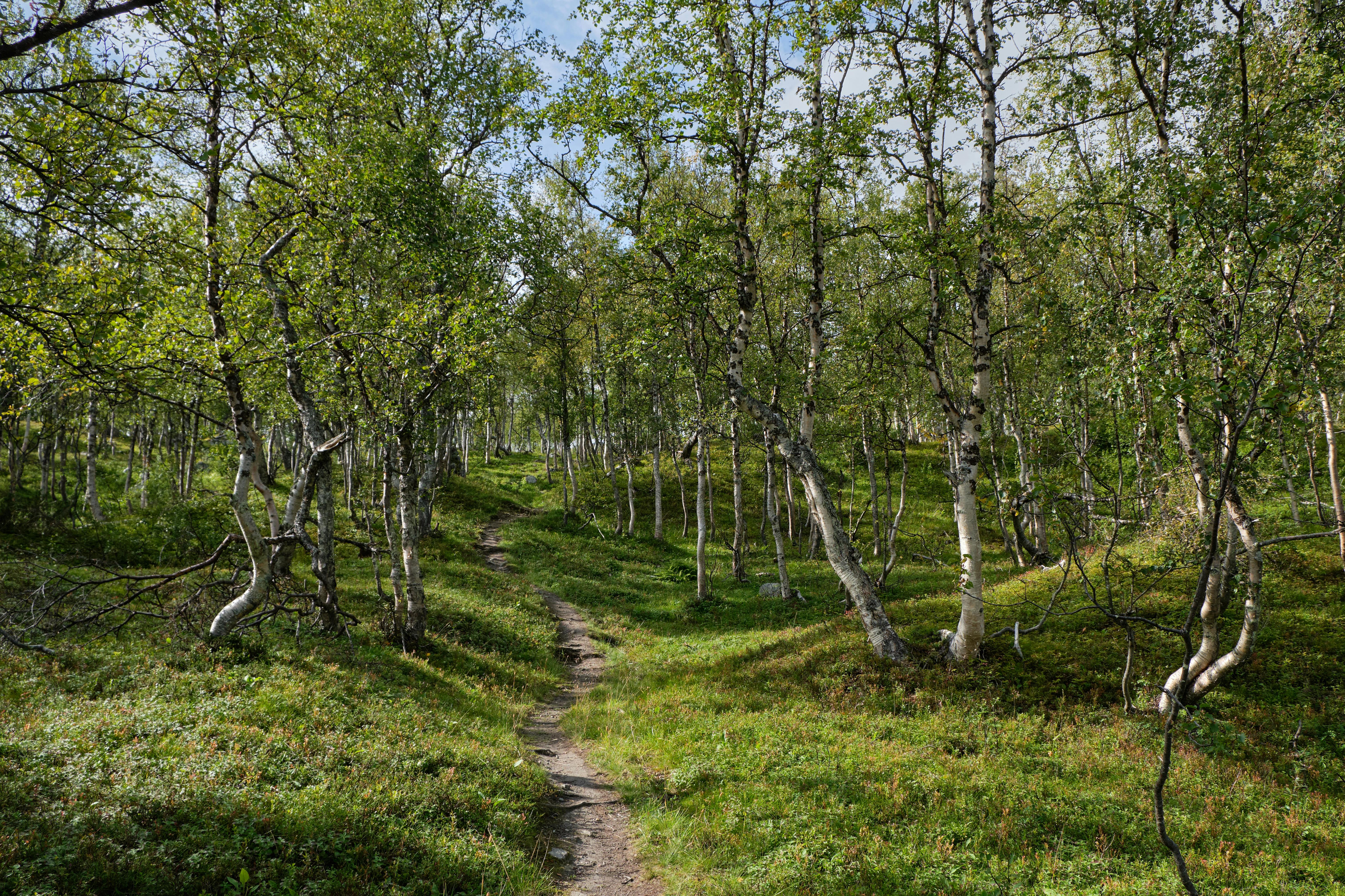 Smyrna’s Outdoor Adventure Center ignites learning and imagination — Photo by Sidde on Pexels
