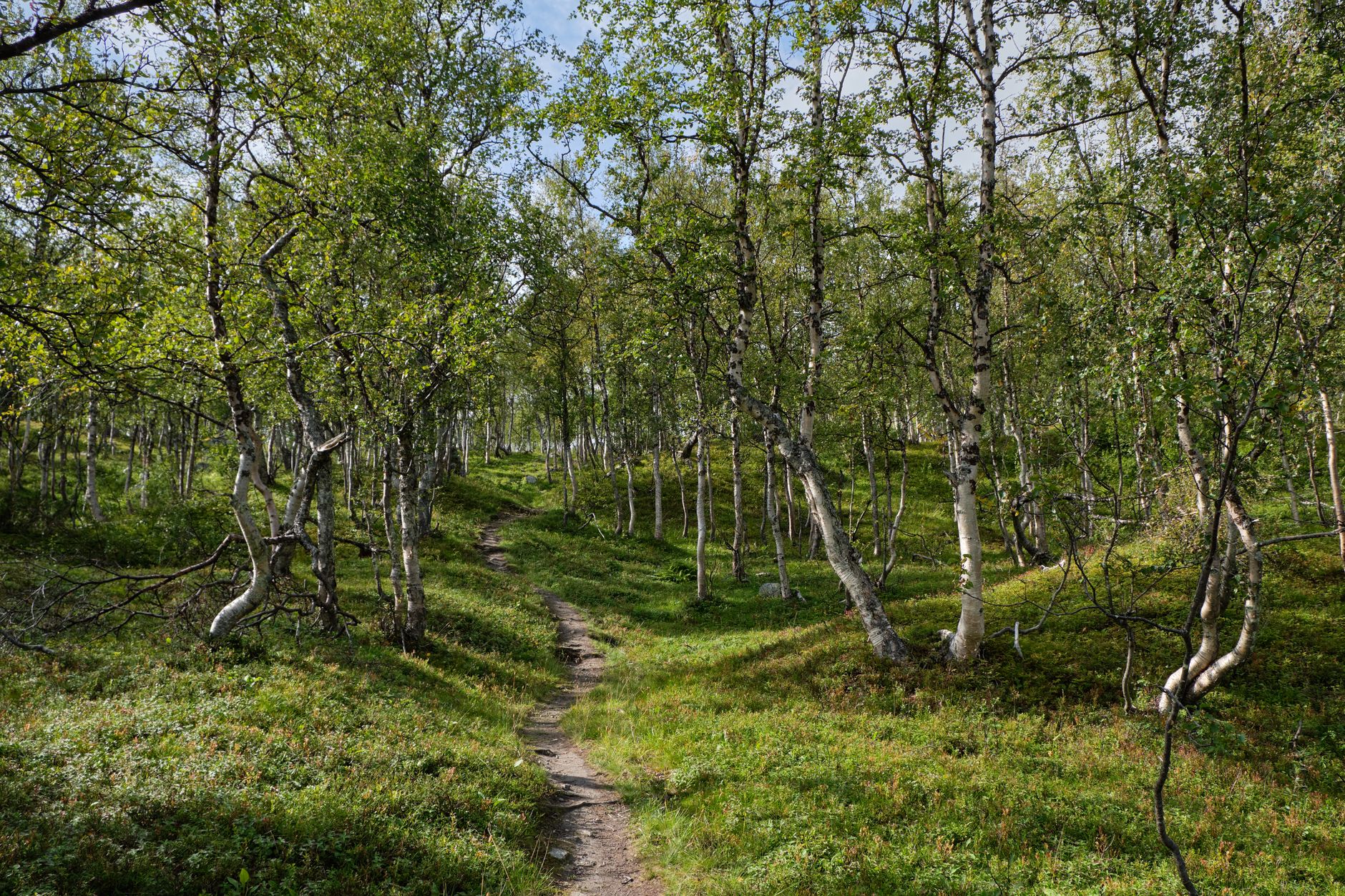 Parc des Sommets - Réseau du mont Oak