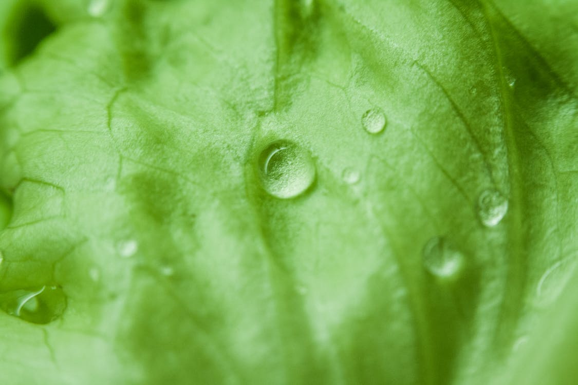 Gratis Fotos de stock gratuitas de agua, clorofila, frescura Foto de stock