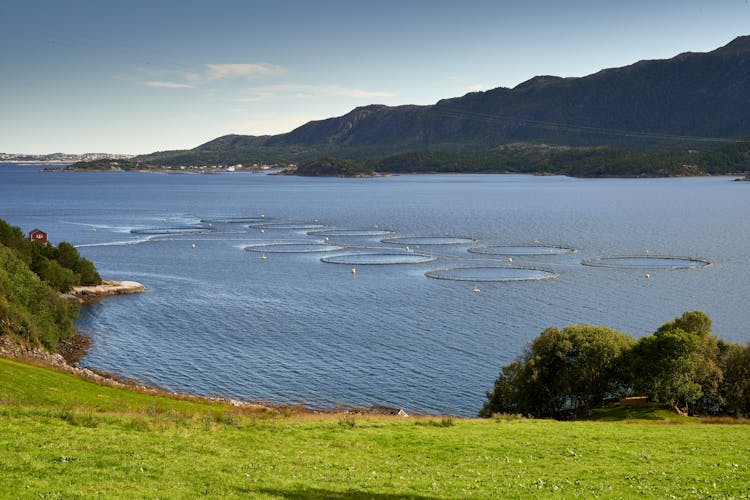 Salmon Farm On Shore Of Norway