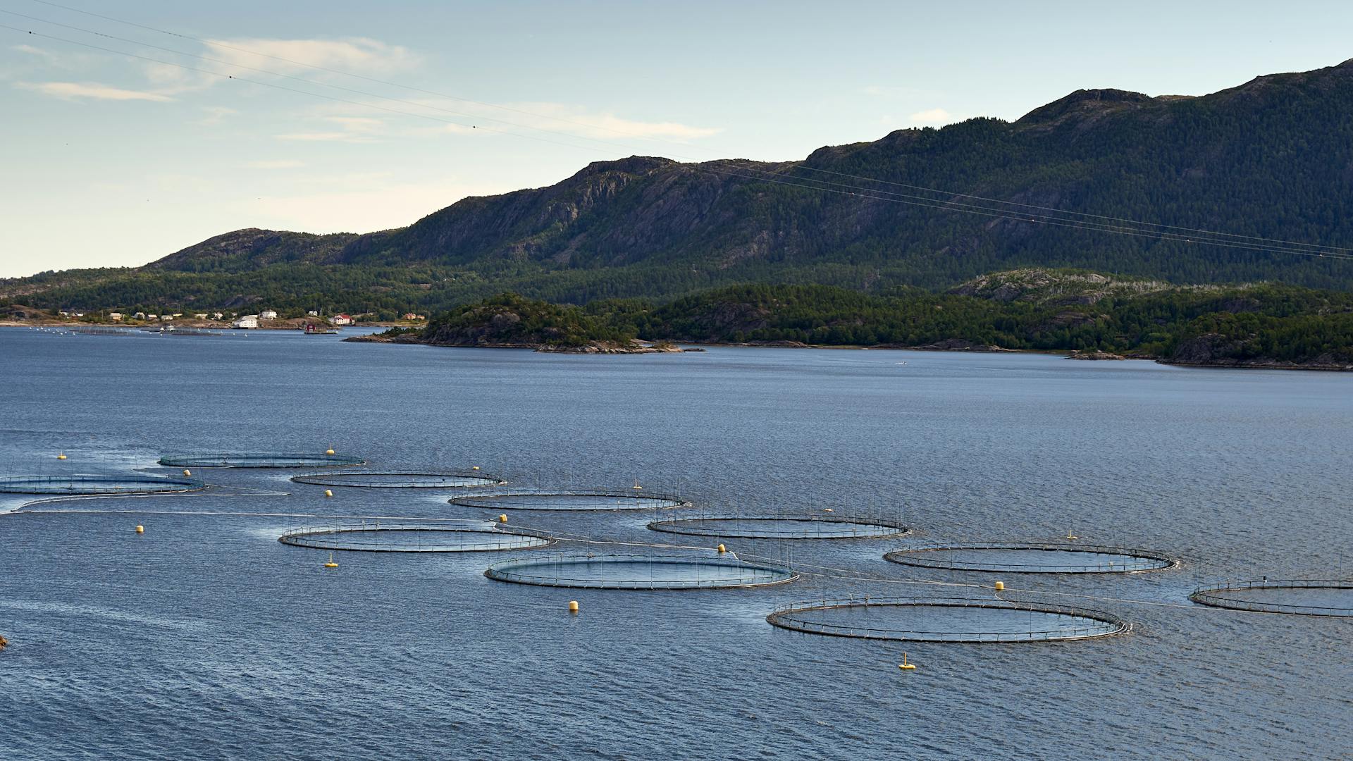 Scenic aerial image of fish farms in Molde, Norway with mountainous backdrop and serene waters.