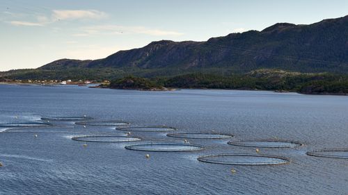 Free Scenic aerial image of fish farms in Molde, Norway with mountainous backdrop and serene waters. Stock Photo