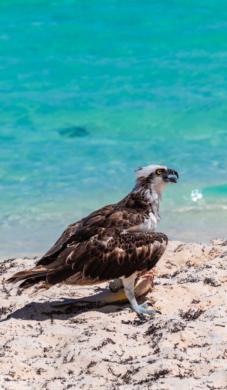 Osprey Caught A Fish