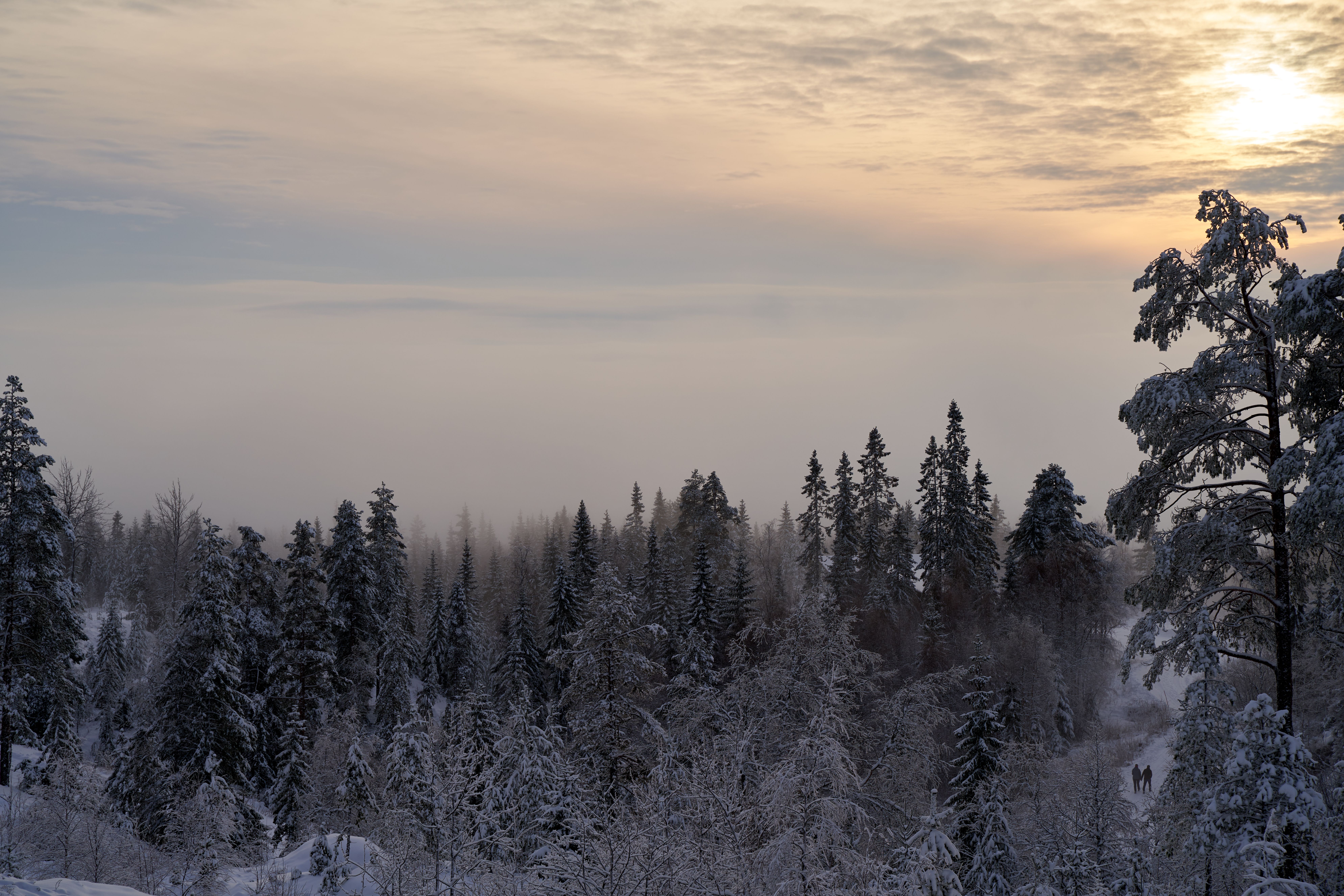 Drone Photography of a Forest in Winter · Free Stock Photo