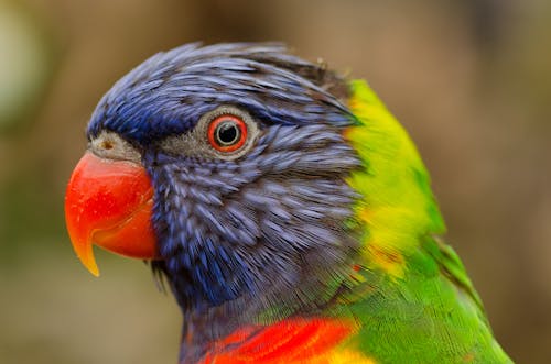 Close-up Photography of Rainbow Lorikeet