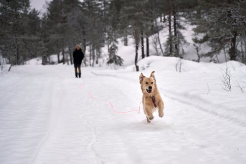 A Brown Short Coated Dog Running on Snow Covered Ground