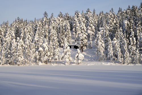 бесплатная Бесплатное стоковое фото с деревья, зима, лес Стоковое фото