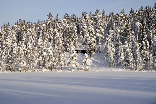Free Idyllic winter scene with snow-laden trees and a serene forest landscape under a clear sky. Stock Photo