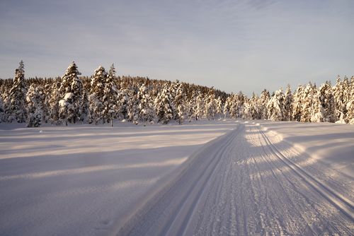 Free A tranquil winter scene with snow-covered trees and a path leading into the forest. Stock Photo