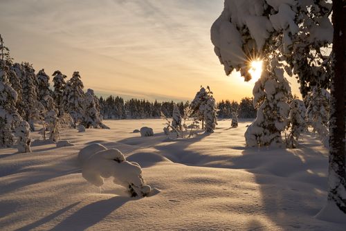 Free Tranquil winter scene with snow-covered trees and a setting sun casting warm light. Stock Photo