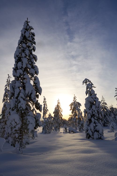 Free Captivating view of a snowy forest under the sunrise, creating a serene winter landscape. Stock Photo