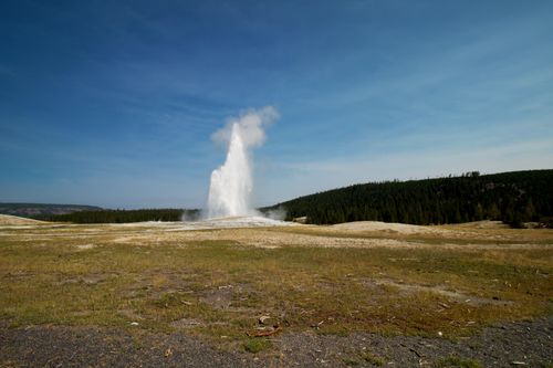 Free Eruption of Old Faithful geyser in Yellowstone National Park under a clear blue sky. Stock Photo