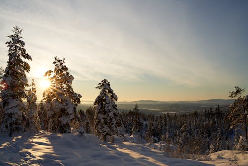 Photo of Snow Covered Trees During Daytime