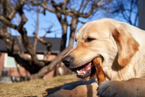 Free Golden Retriever enjoying a sunny day outdoors, chewing on a wooden stick. Stock Photo