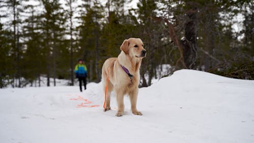 Golden Retriever Standing on the Snow