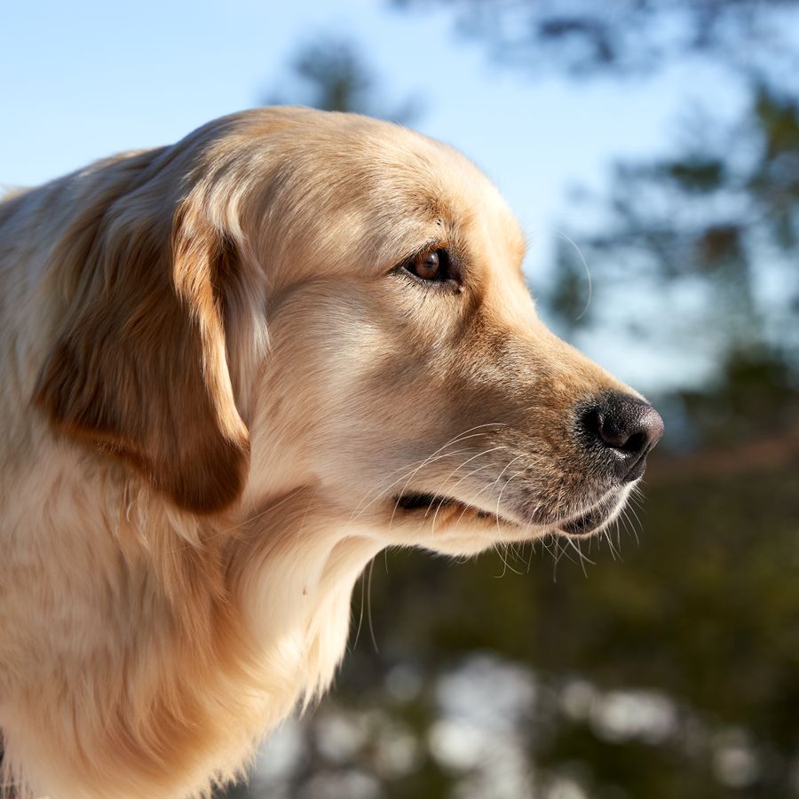 Golden Retriever calm portrait outdoors