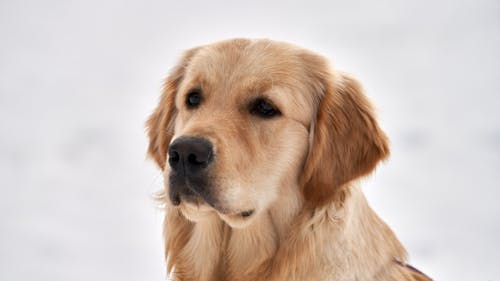 Darmowe zdjęcie z galerii z golden retriever, pies, psi