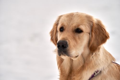 Free A serene close-up portrait of a Golden Retriever with a light background, capturing its gentle expression. Stock Photo