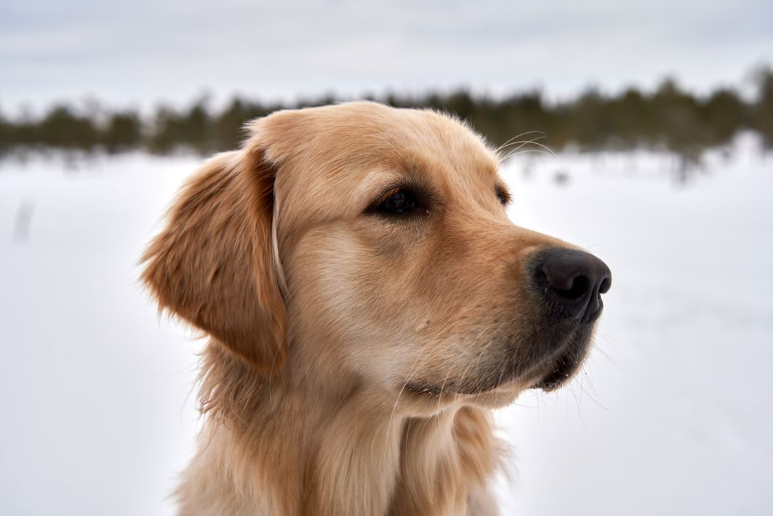 Golden Rer Close-Up Shot of Golden Retriever · Free Stock Photo