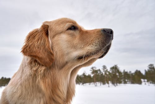 Free Side View of a Golden Retriever's Head Stock Photo