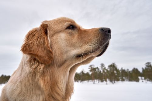 Free Side profile of a golden retriever outdoors in a snowy setting, capturing a serene moment. Stock Photo