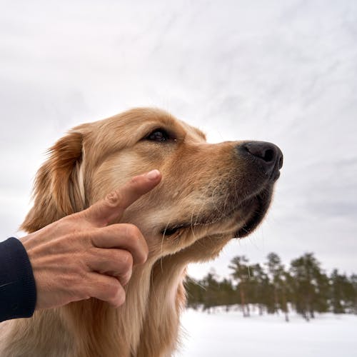 A Person Pointing at a Golden Retriever