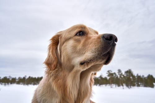 Golden Retriever on Snow Covered Ground