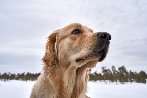 Free A serene profile of a golden retriever with a winter landscape in the background. Stock Photo
