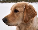 Golden Retriever on Snow Covered Ground