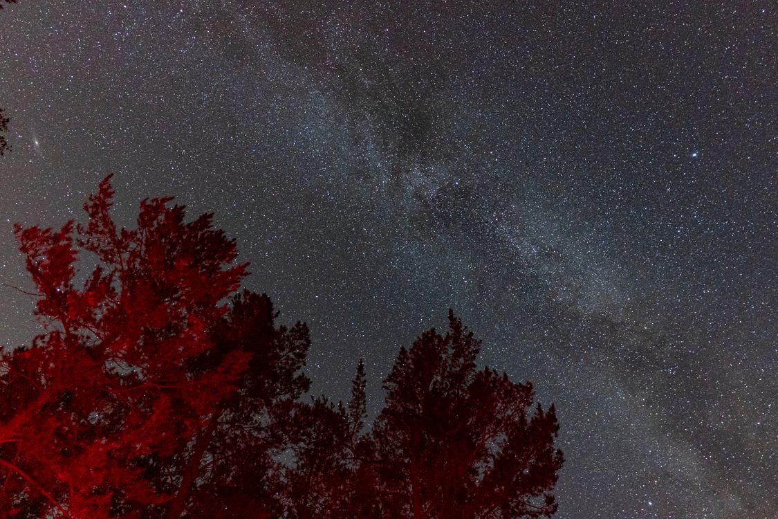 Red Leaves of Tree Under the Starry Sky · Free Stock Photo