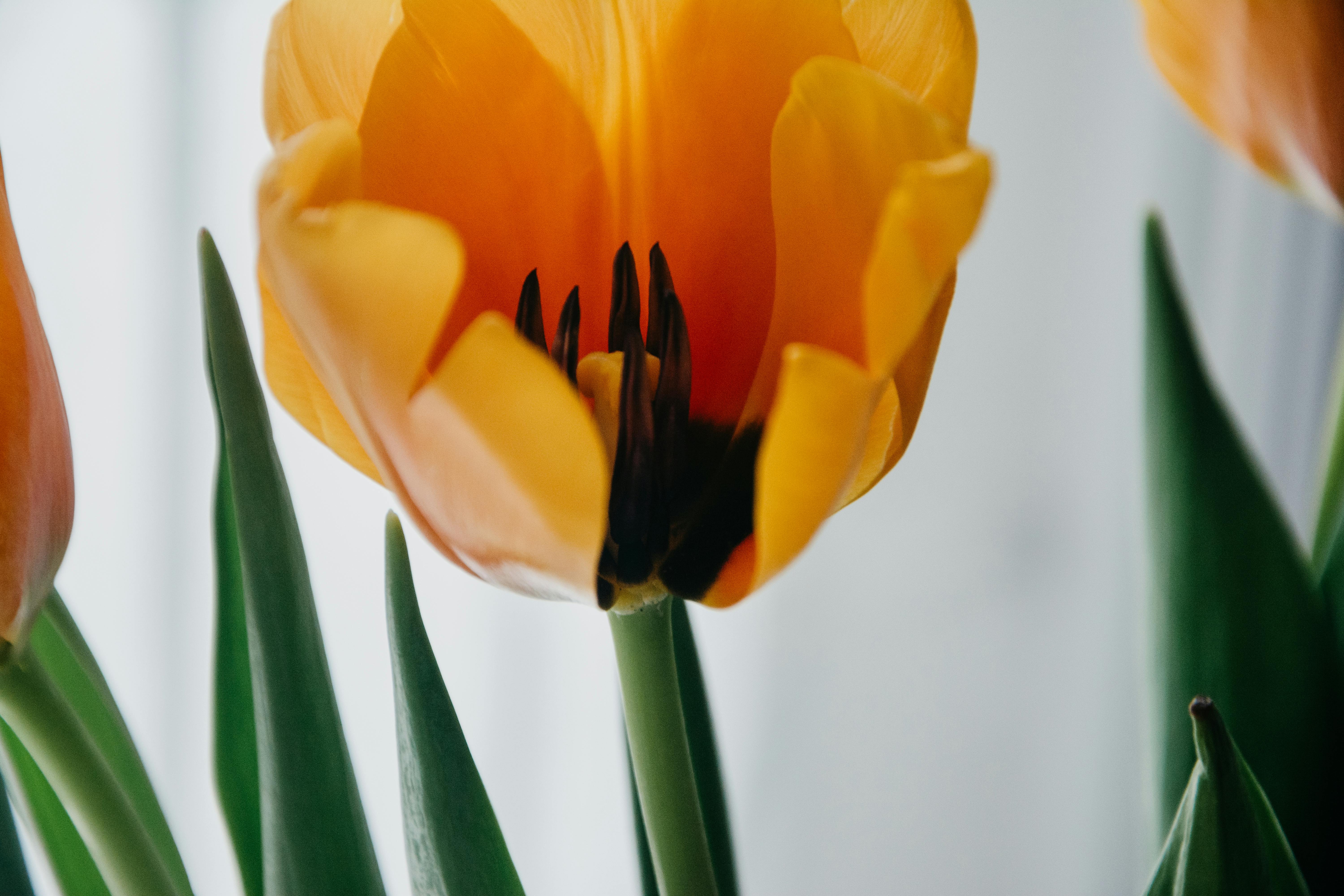 Shallow Focus Photography Of Yellow Flower · Free Stock Photo