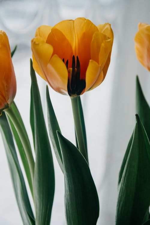 Foto Del Primo Piano Del Tulipano Giallo