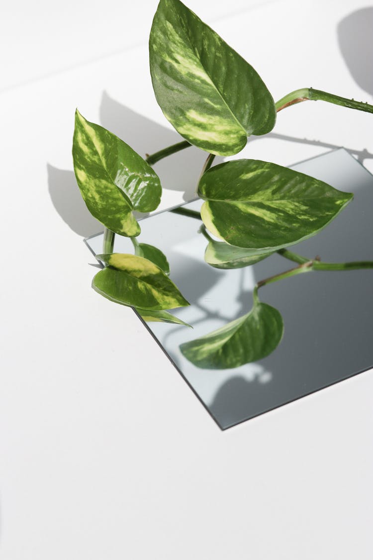 Pothos Plant Leaves On A Mirror