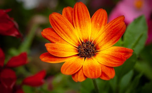 꽃 사진, 식물군, 케이프 마거릿의 무료 스톡 사진