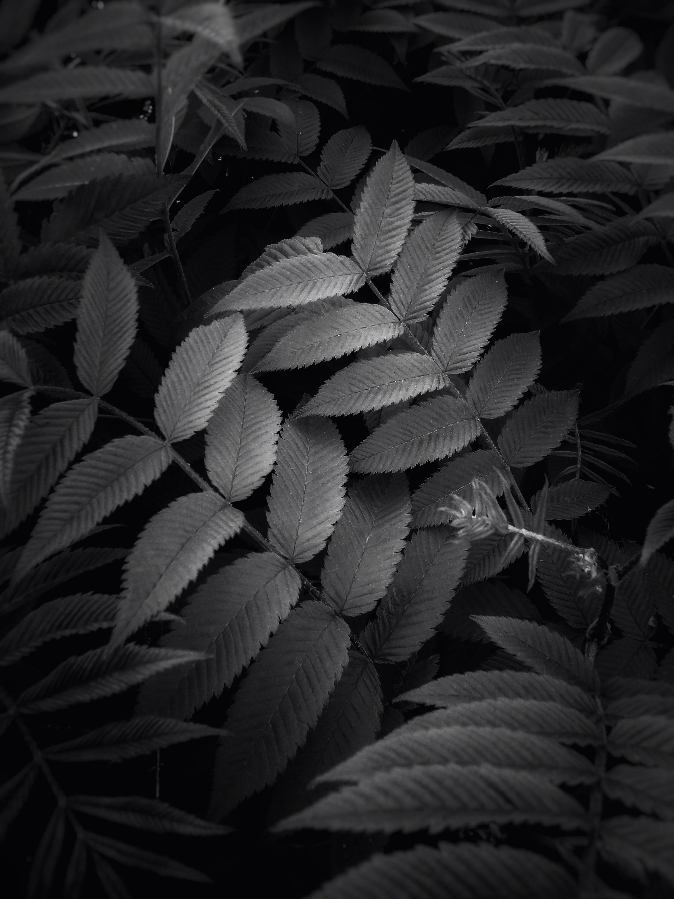 Plants in Black and White · Free Stock Photo